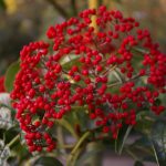 Sorbus insignis