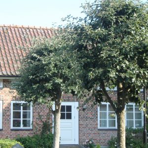 Sorbus intermedia