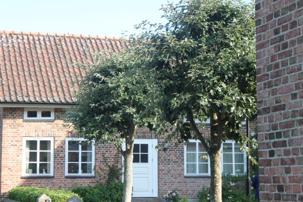Sorbus intermedia
