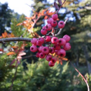 Sorbus roockii 'Pink Pearl'