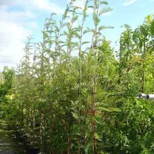 Sorbus serotina