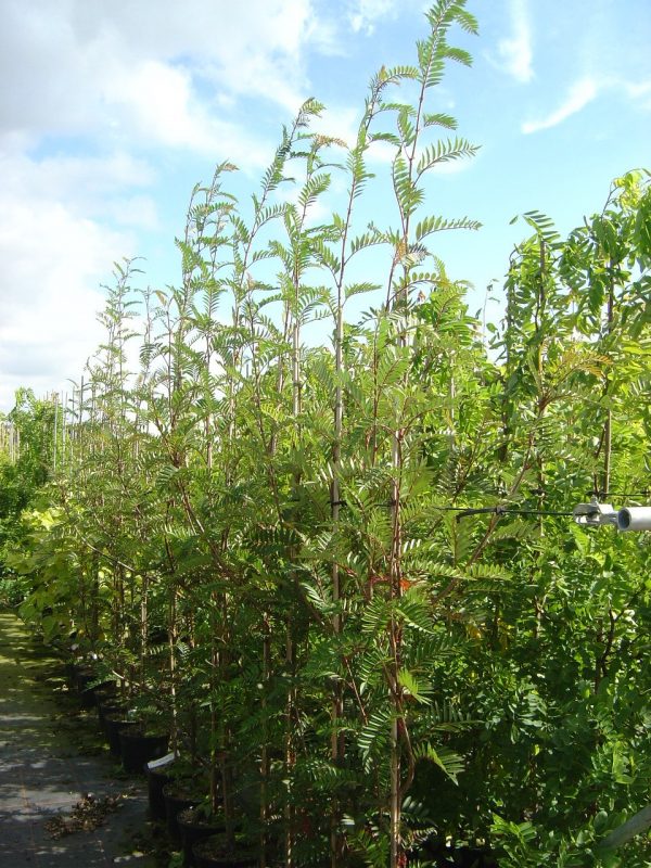 Sorbus serotina