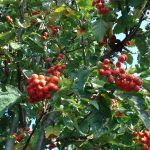 Sorbus thuringiaca 'Fastigiata'