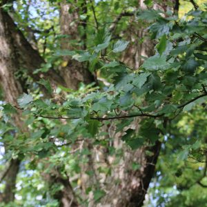 Sorbus torminalis