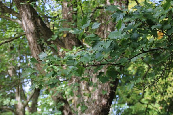 Sorbus torminalis