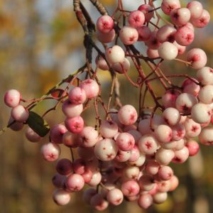 Sorbus vilmorinii