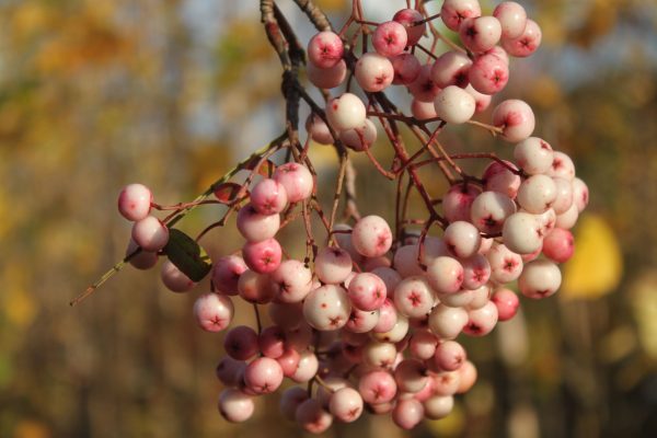 Sorbus vilmorinii