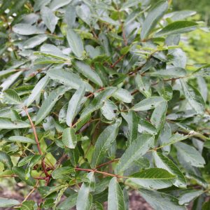 Sorbus wilsoniana