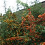 Pyracantha Hybr."Orange Charmer"