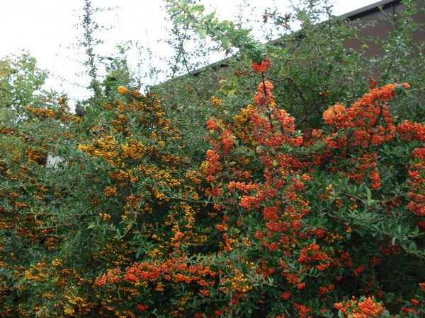 Pyracantha Hybr."Orange Charmer"