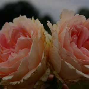 Rosa 'Sovenir de Baden Baden' ®