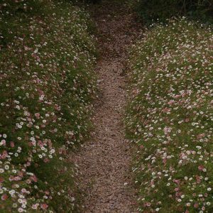 Erigeron karvinskianus 'Blütenmeer'