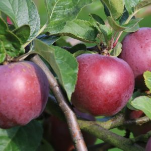 Apfel 'Spartan'