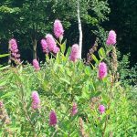 Spiraea billardii "Triumphans"