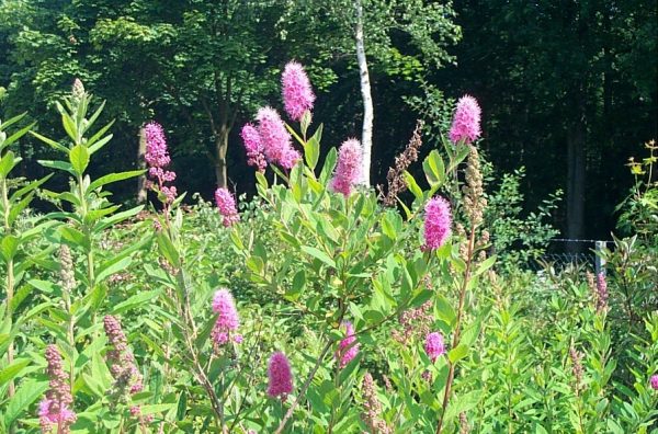 Spiraea billardii "Triumphans"