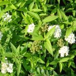 Spiraea japonica "Albiflora"