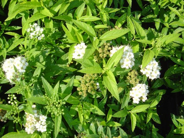 Spiraea japonica "Albiflora"