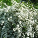 Spiraea arguta