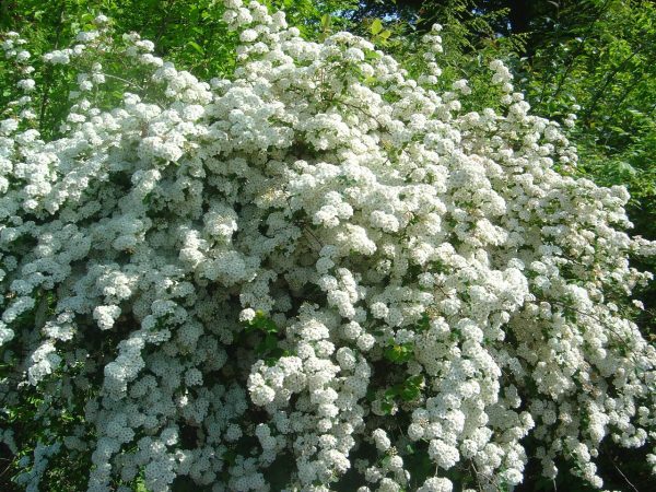 Spiraea arguta