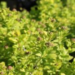 Spiraea betulifolia 'Torgold'