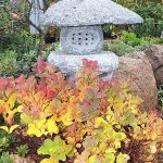 Spiraea betulifolia aemiliana