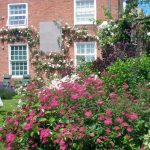 Spiraea japonica und bumalda Sorten