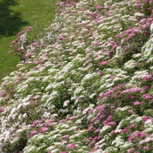 Spiraea japonica "Shirobana"
