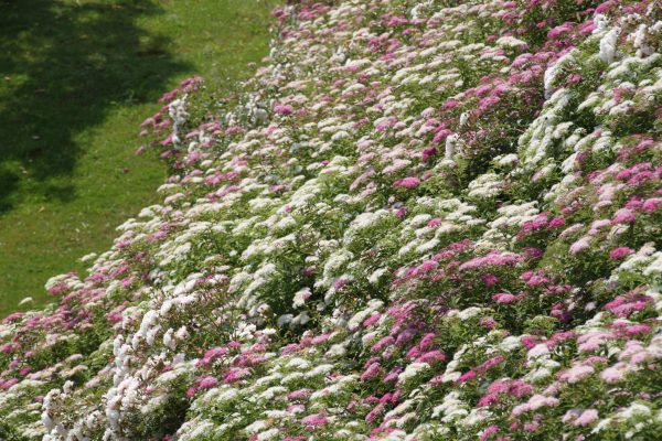 Spiraea japonica "Shirobana"