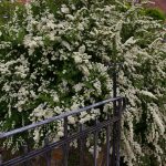 Spiraea nipponica "Snowmound"