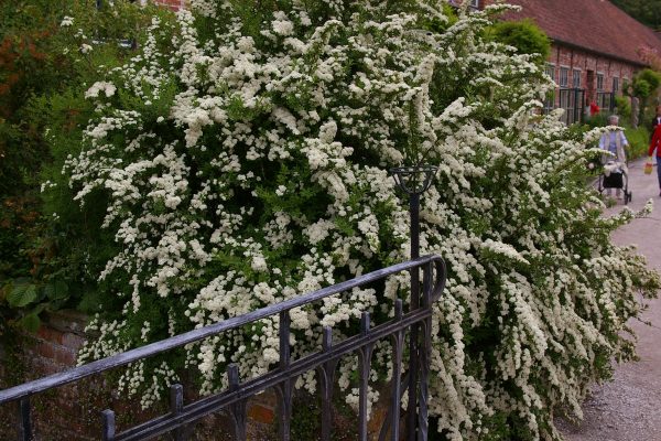 Spiraea nipponica "Snowmound"