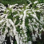 Spiraea thunbergii