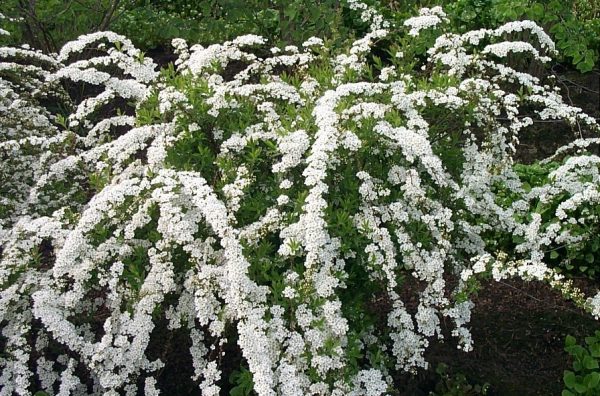 Spiraea thunbergii