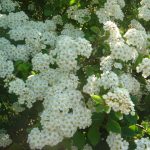 Spiraea vanhouttei