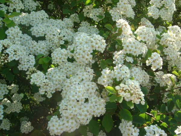Spiraea vanhouttei