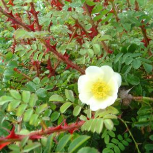 Rosa omeiensis pteracantha