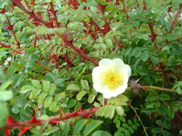 Rosa omeiensis pteracantha