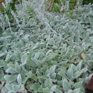 Stachys byzantina 'Silver Carpet'