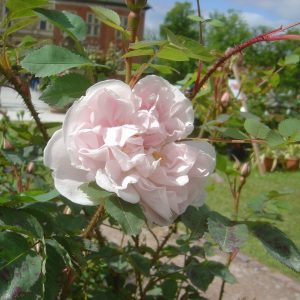 Rosa 'Stanwell Perpetual' (pimpinellifolia)
