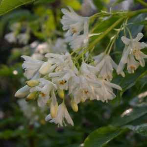 Staphylea colchica