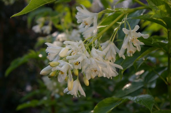 Staphylea colchica
