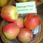 Apfel 'Stedinger Prinz'