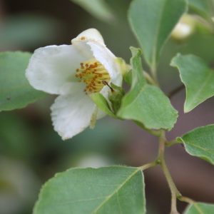 Stewartia monadelpha