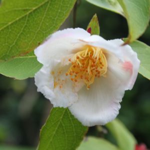 Stewartia pseudocamellia 'Korean Splendor'