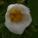 Stewartia pseudocamellia
