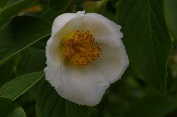 Stewartia pseudocamellia