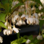 Styrax japonicus