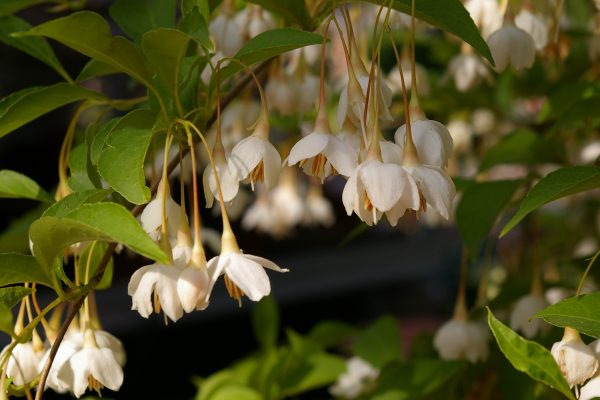 Styrax japonicus