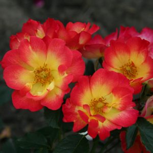 Rosa 'Summer of Love' ®
