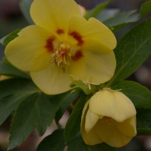 Helleborus x hybridus (ori-Hybr) 'Super Yellow'