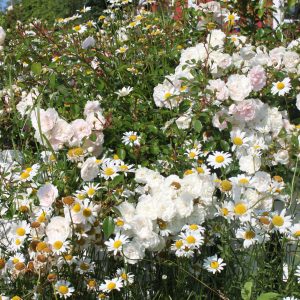 Rosa 'Swany' ®